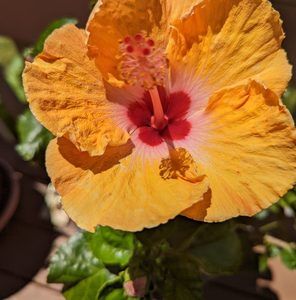 Meet your Posher, Donna